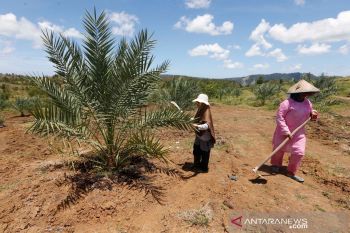 Perkebunan kurma Aceh Besar