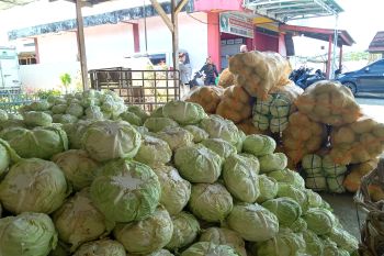 Petani di Alahan Panjang keluhkan harga kubis anjlok hanya Rp500 per kilogram