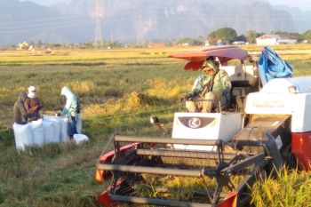 Produktivitas pertanian di Sulsel masih terjaga di tengah pandemi