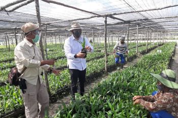 PTPN V budidayakan 1,5 juta bibit sawit unggulan percepat PSR