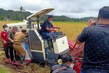 Panen padi jaga ketahanan pangan saat pandemi COVID-19
