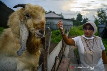 Peternak beralih ke kambing Etawa