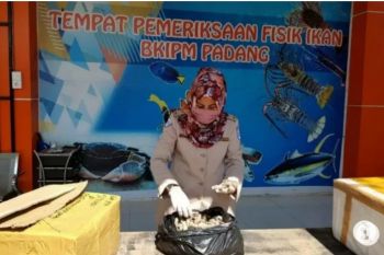 November, ekspor hasil perikanan Sumbar capai Rp9,03 miliar