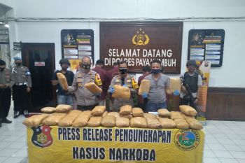 Polres Payakumbuh amankan empat warga Padang yang akan edarkan 100 Kg ganja dari Sumut