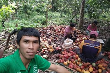 Sigi  jadi sentra kakao organik di Sulteng