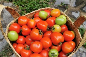 Penanganan produksi tomat melimpah perlu kerja sama OPD lain
