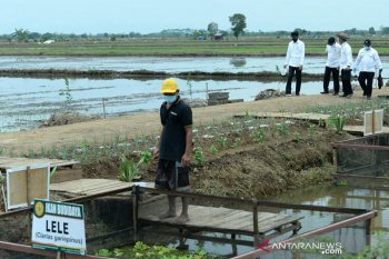 Ini strategi DKPPP Lhokseumawe dalam penguatan ketahanan pangan di tengah pandemi COVID-19