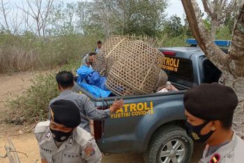 Tujuh ekor ayam aduan tertinggal, pemiliknya kocar kacir saat penggerebekan arena sabung ayam di Loteng