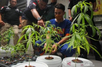 MK tolak gugatan penanam ganja di rumah, ini alasannya