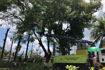 DLH intensifkan memangkas pohon perindang antisipasi musim hujan