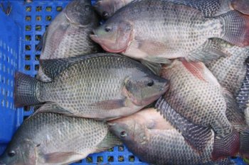 KKP kembangkan komoditas unggulan  ikan nila srikandi