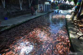 Permintaan ikan nila di Agam mulai meningkat