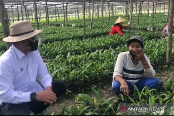 Kisah emak-emak di sentral pembibitan sawit PTPN V saat pandemi