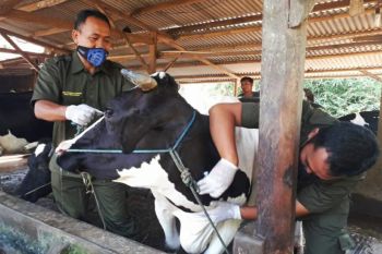 Cegah brucellosis, Pemkot Pekalongan vaksinasi sapi perah