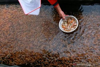 DIY dorong penjualan ikan budi daya secara daring di tengah pandemi