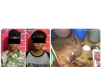 Hendak jual daging kambing hasil curian, remaja ini diciduk polisi