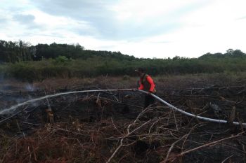 Lahan perkebunan milik PT AMP Plantation Agam terbakar