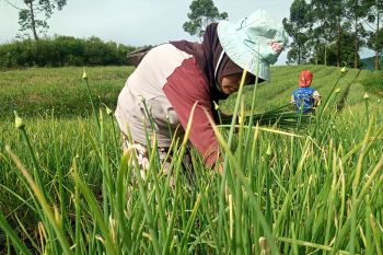 Harga bawang merah tingkat petani di sentra produksi Alahan Panjang naik jadi Rp20.000 per kilogram