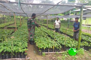 Babinsa Koramil Yapen Barat lakukan pendampingan poktan Wansuh