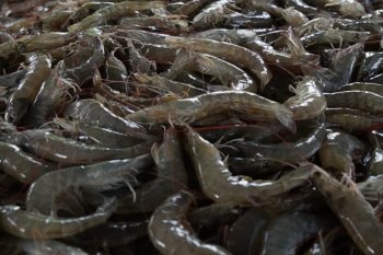 KKP: Udang masih menjadi primadona permintaan global