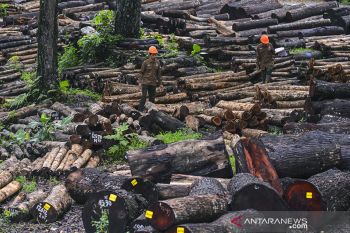 Kayu Perhutani Ciamis diminati pasar Eropa dan Asia
