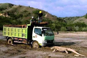 DPR menyorot foto viral komodo "hadang" truk di pulau rinca