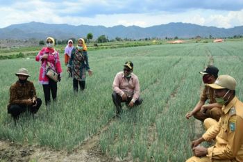 Plt Gubernur Kalteng tinjau kawasan peternakan dan budidaya bawang di Bima