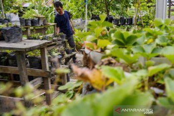 Percontohan budidaya tanaman stroberi di Sigi