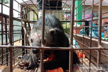 Warga serahkan Binturong ke BKSDA Agam setelah masuk ke kebun