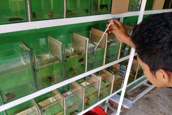 Demam ikan cupang di Mesuji