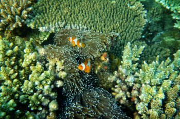 UNESCO kembali tetapkan tiga cagar biosfir Indonesia