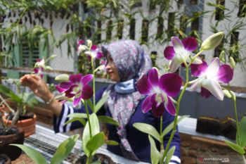 Penjualan tanaman anggrek meningkat