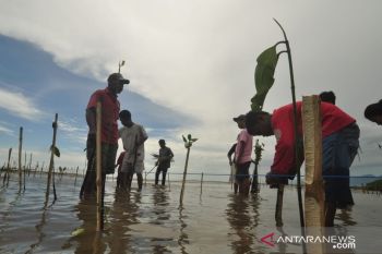 Komunitas pecinta alam Parimo dukung program KLHK sejuta bakau