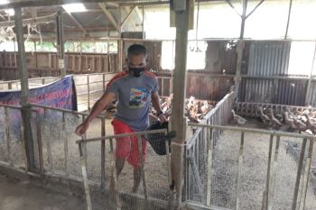 Polisi di Pariaman jadi petani motivasi warga untuk tingkatkan ekonomi (Video)