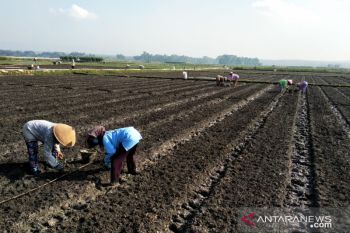 DPP Kulon Progo minta petani segera mengisi e-RDKK pupuk bersubsidi