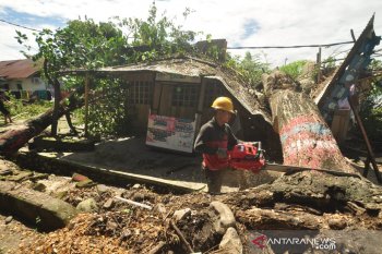 Pohon tumbang di Parigi dampak cuaca buruk