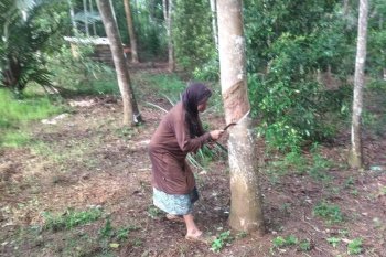 Harga naik, petani karet di Lebak bergairah kembali garap kebun