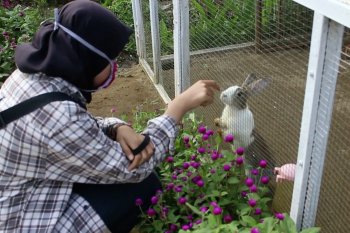 Warga antusias Taman Kelinci Rawa Borang  dibuka kembali