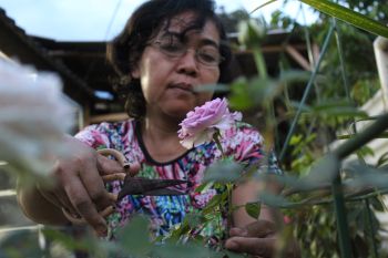 Sejumlah warga Bandarlampung isi libur panjang dengan berkebun di rumah