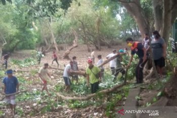 BPBD Denpasar lakukan perompesan pohon perindang di Pantai "Matahari Terbit" Sanur
