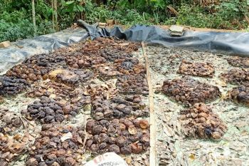 Petani Mesuji gembira harga karet naik