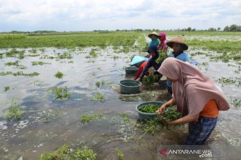 Panen dini cabai akibat banjir