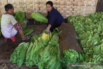 APTI Jateng sebut petani terpuruk akibat kenaikan cukai tembakau