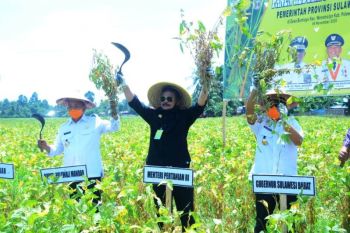 Mentan dorong peningkatan produksi kedelai di Polewali Mandar Sulawesi Barat