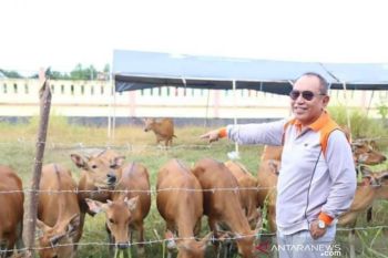 Bupati ingin  jadikan Buol penyuplai daging sapi untuk ibu kota negara