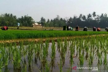 Daya beli petani Sulawesi Utara naik di tengah pandemi COVID-19