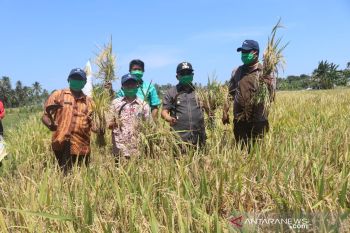 Petani  Kupang panen padi ditengah kemarau panjang