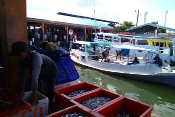 Produksi perikanan Sulsel terus membaik pada masa normal baru