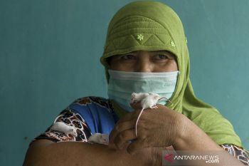Budi daya tikus putih di Karawang