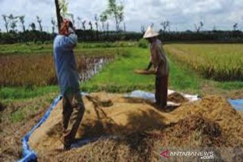 Petani di Bombana mengeluhkan harga gabah turun jadi Rp350.000/kuintal